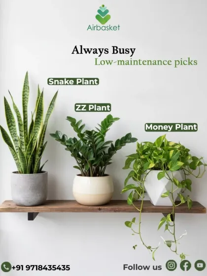 Life is busy, but your home can still be green. I've picked out the perfect low-maintenance plants like the Snake Plant, ZZ Plant, and Money Plant that thrive on minimal care. Bas thoda paani aur pyaar chahiye!