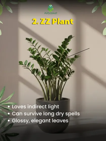 The ZZ Plant is a star performer for any home. Its glossy, elegant leaves look great, and it loves indirect light. Most importantly, it can survive long dry spells, making it perfect for busy plant parents.