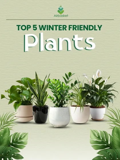 Don't let winter dull your green sparkle! This guide shows my top 5 winter-friendly plants that stay lush and happy even in the colder months. Let's keep your home fresh all year round.