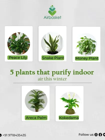 Let nature do the cleaning for you. Here are five of my favorite plants like the Peace Lily, Snake Plant, and Money Plant that are proven to purify indoor air, keeping your home fresh and healthy, especially during winter.