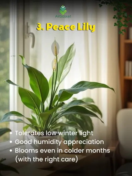 The Peace Lily is a wonderful winter companion. It tolerates lower light and appreciates humidity, making it ideal for indoor spaces. With the right care, it can even surprise you with its beautiful white blooms in colder months.