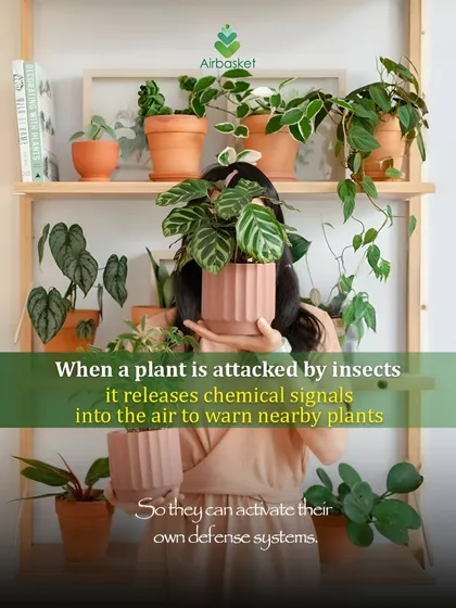 Nature is so smart! When a plant is attacked by insects, it releases chemical signals to warn its neighbors. This allows other plants to activate their defenses.