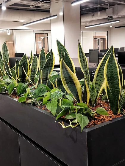 We believe in functional beauty. This long planter, filled with air-purifying Snake Plants and Pothos, sits perfectly atop office cabinets, adding a line of vibrant green that divides the space without taking up any floor area.