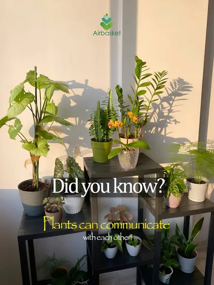 Did you know plants can communicate with each other? They use a network of fungi in the soil to send signals. Nature is always talking; we just have to learn to listen.