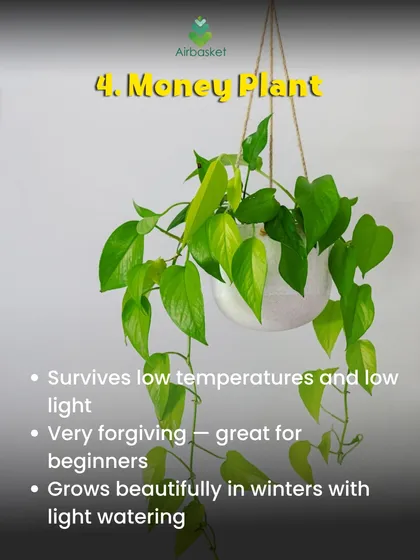 The Money Plant is a beginner's best friend. It's very forgiving, survives in low light and cooler temperatures, and grows beautifully with just a little watering. It's a simple way to keep greenery in your home through winter.